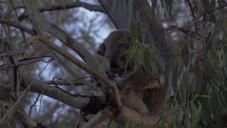 Koala-Peacefully-Sitting-And-Sleeping-On-A-Tree-Branch-Of-Eucalyptus-Tree---close-up