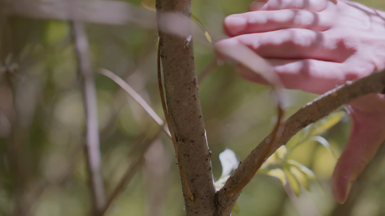 Blurry view of growing tree trunk and branches with soft natural lighting in forest, highlighting texture of bark and vibrant green background foliage, evoking calm, and connection with nature