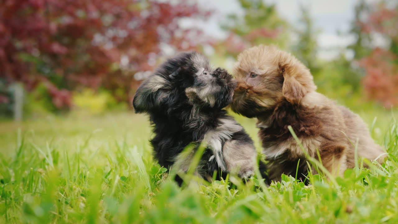 dos cachorros jugando