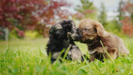 two puppies playing