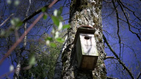 Refugio-De-Aves-De-Bricolaje-Para-Pequeños-Pájaros-Cantores-Y-Paseriformes