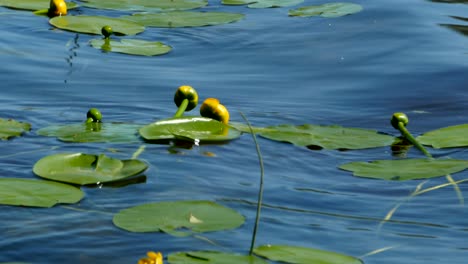 flowers yellow nuphar lutea