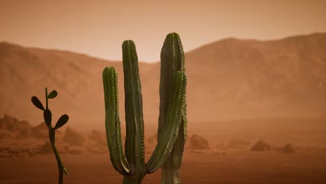 Atardecer-En-El-Desierto-De-Arizona-Con-Cactus-Saguaro-Gigante