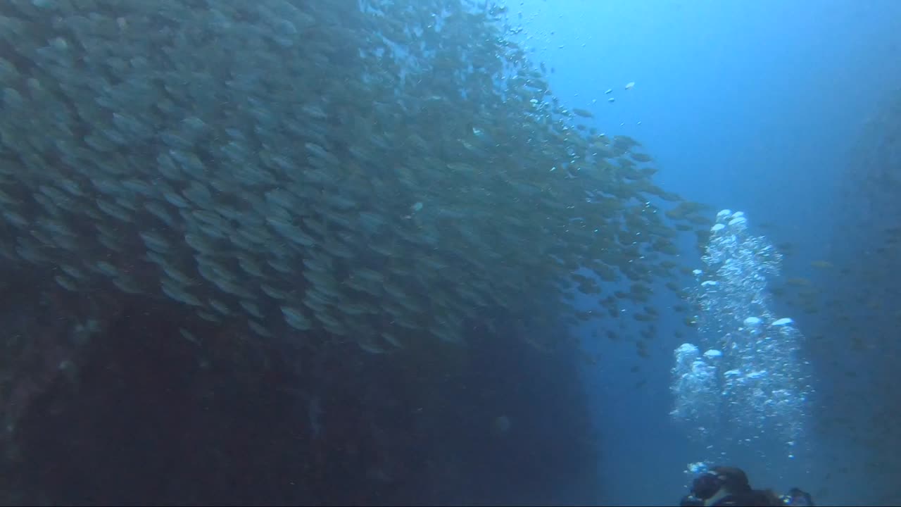 buzo nada en la escuela de peces en un arrecife de coral de montaña