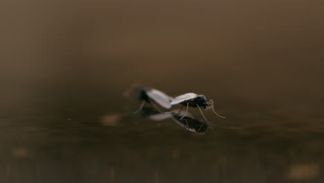 chironomid midges mating in golden on the water surface, in golden evening light