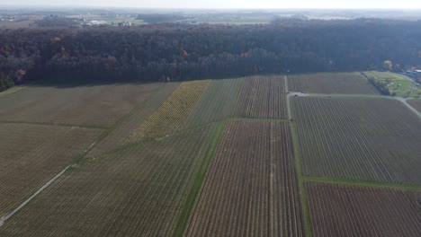 Toma-Aérea-De-4k-De-Un-Viñedo-En-Otoño