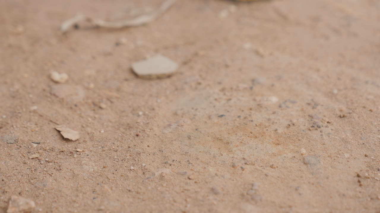 Fondo de suelo polvoriento. Superficie de tierra seca texturizada con pequeñas piedras y restos de plantas. Terreno terroso de tono marrón apagado con guijarros dispersos y hojas fragmentadas para escenas al aire libre.