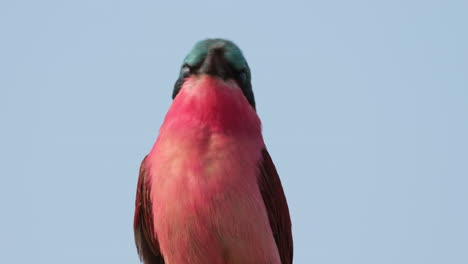 Primer-Plano-De-Un-Abejaruco-Carmín-Del-Sur-Con-Plumaje-Colorido-Contra-El-Cielo-Claro-En-El-Sur-De-África