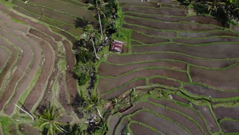 Vista-Aérea-Giratoria-De-Campos-De-Arroz,-Terrazas-En-Asia