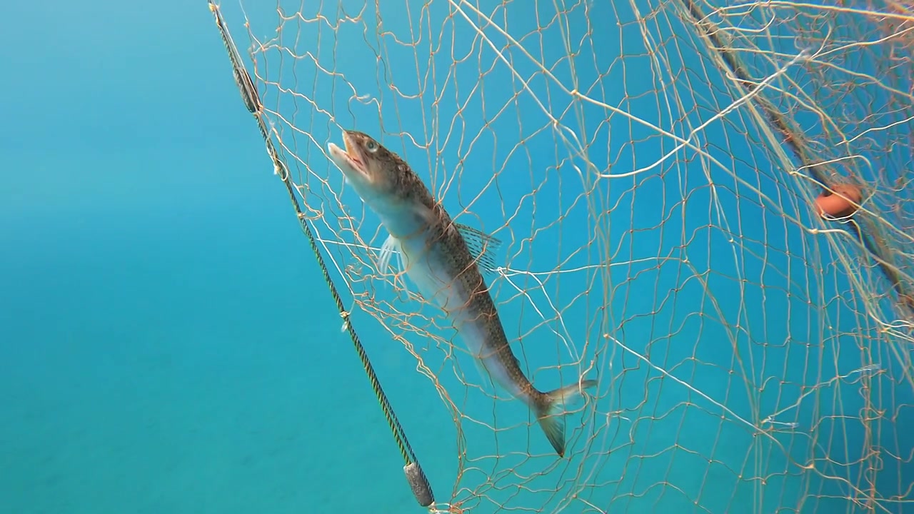 Fisk fanget i fiskenet under vandet