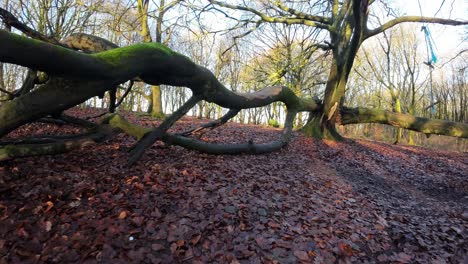 Fpv-Drohne,-Die-Unter-Glühendem-Sonnenaufgang-Fliegt,-Gefallene-Waldbäume,-Die-Herbstgelände-Suchen