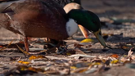 flock of mallard ducks eating on the ground at sunset light in slow motion - close-up