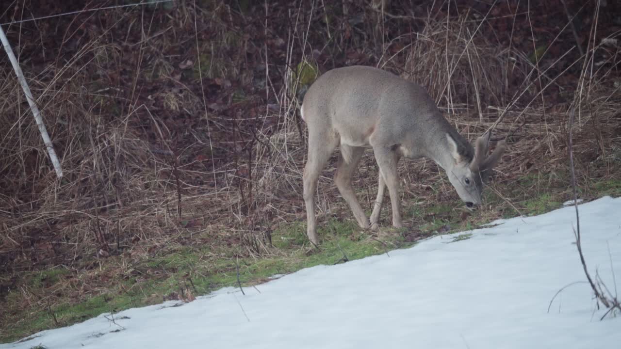 reno en hábitat natural comiendo en suelo de bosque de hierba seca
