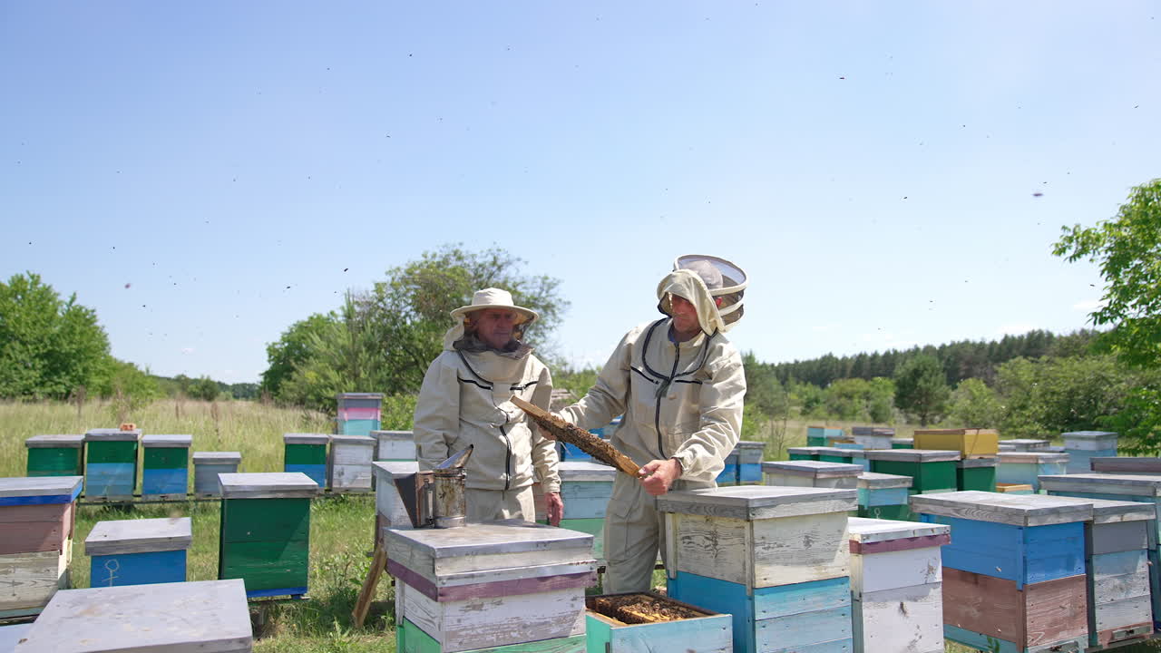 Two adult bee farmers looking carefully at the frame full of working bees. Gradual distancing from men busy at their farm. Meadow in summer backdrop.