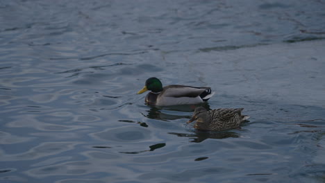 Male-And-Female-Mallard-Ducks-Swimming-On-A-Frozen-Duck-Pond---high-angle-shot