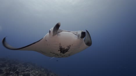 Manta-Ray-approaches-on-a-tropical-coral-reef-and-swims-above-the-camera-in-clear-water-of-the-Islands-of-French-Polynesia,-south-pacific