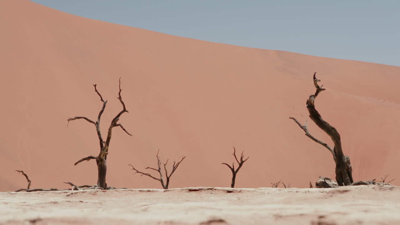 Dead Trees and Red Sand Dunes of Namibia