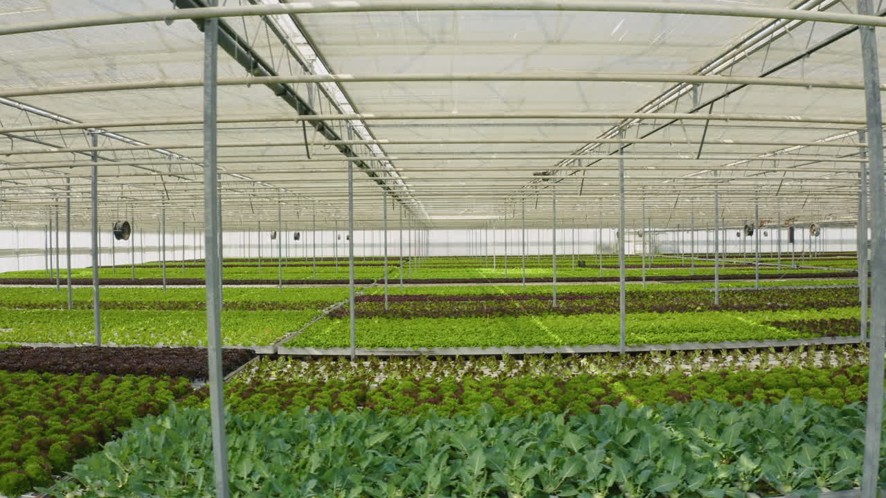 Hydroponic Greenhouse with Rows of Lettuce and Vegetable Crops