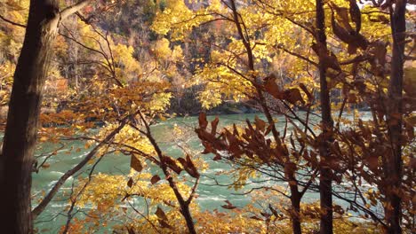 drone view entering the trees of niagara glen nature reserve towards the river