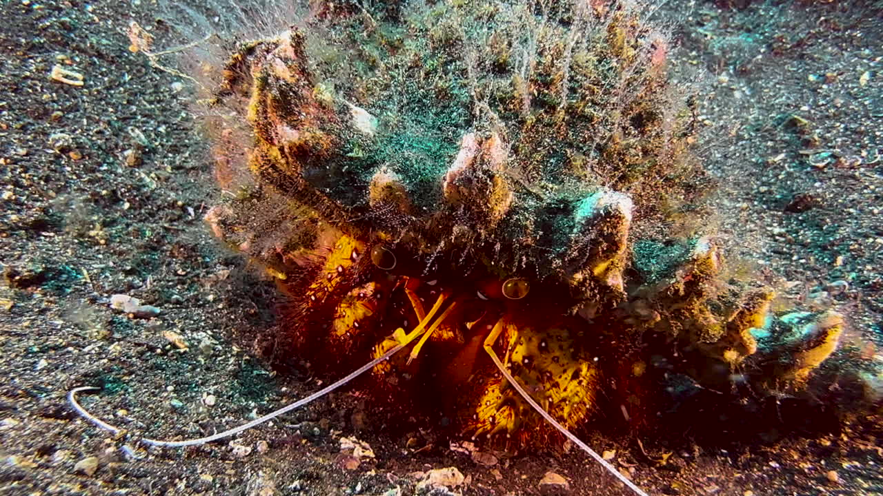 cangrejo ermitaño de manchas blancas en una concha cubierta de algas