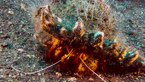 white-spotted hermit crab in a seashell overgrown with algae