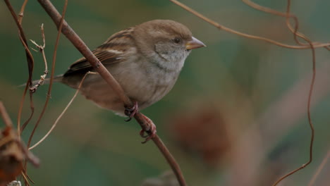 gorrión de casa sentado en una ramita en los arbustos, pájaro de la ciudad mirando a su alrededor