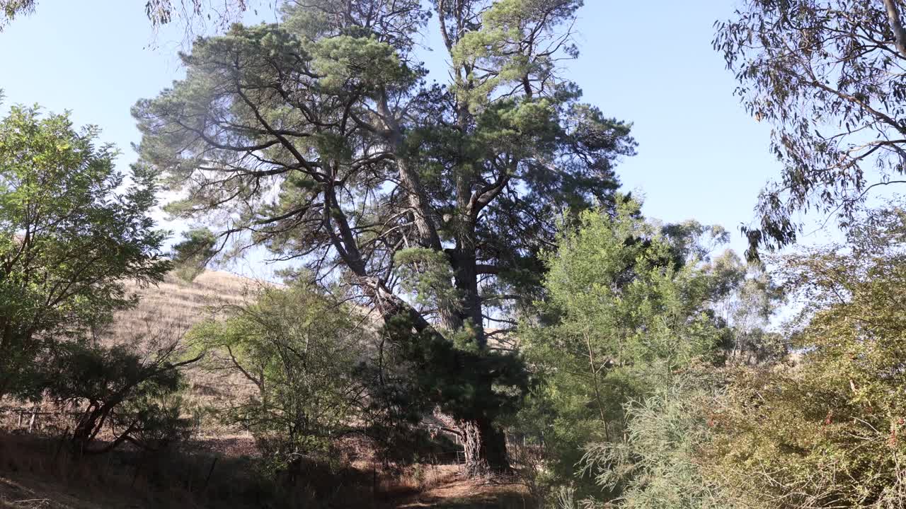 Un'inquadratura ampia di un alto pino lungo il fiume Goulburn nella Victoria rurale
