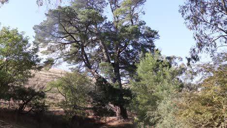 A wide shot of a tall pine tree along the Goulburn river in rural Victoria