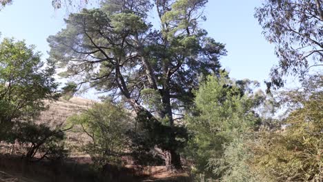 a wide shot of a tall pine tree along the goulburn river in rural victoria