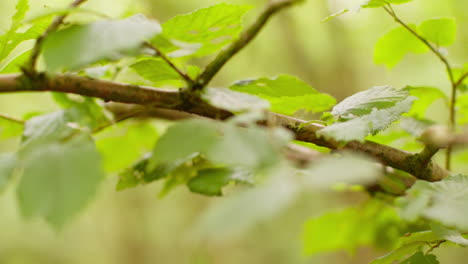 cerca de las hojas verdes frescas de primavera que crecen en la rama de un árbol en el bosque 1