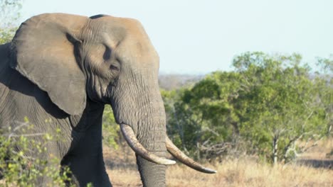 Tiro-De-Seguimiento-En-Cámara-Lenta-De-Elefante-Caminando