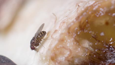 macro close up of drosophila melanogaster fly feeding on rotten banana