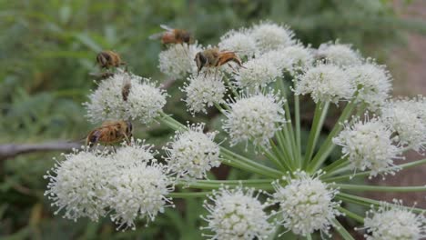 abejas y moscas descansando sobre flores blancas rockies kananaskis alberta canada