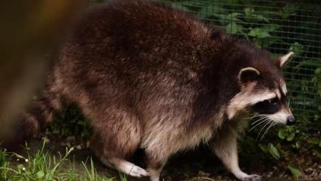 Raccoon,-with-distinctive-mask-like-markings-around-eyes-comes-into-view