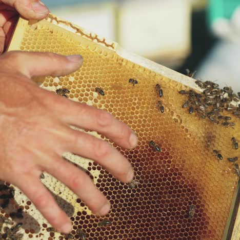 frames of a beehive. working bees in a hive. bees turn nectar into honey.