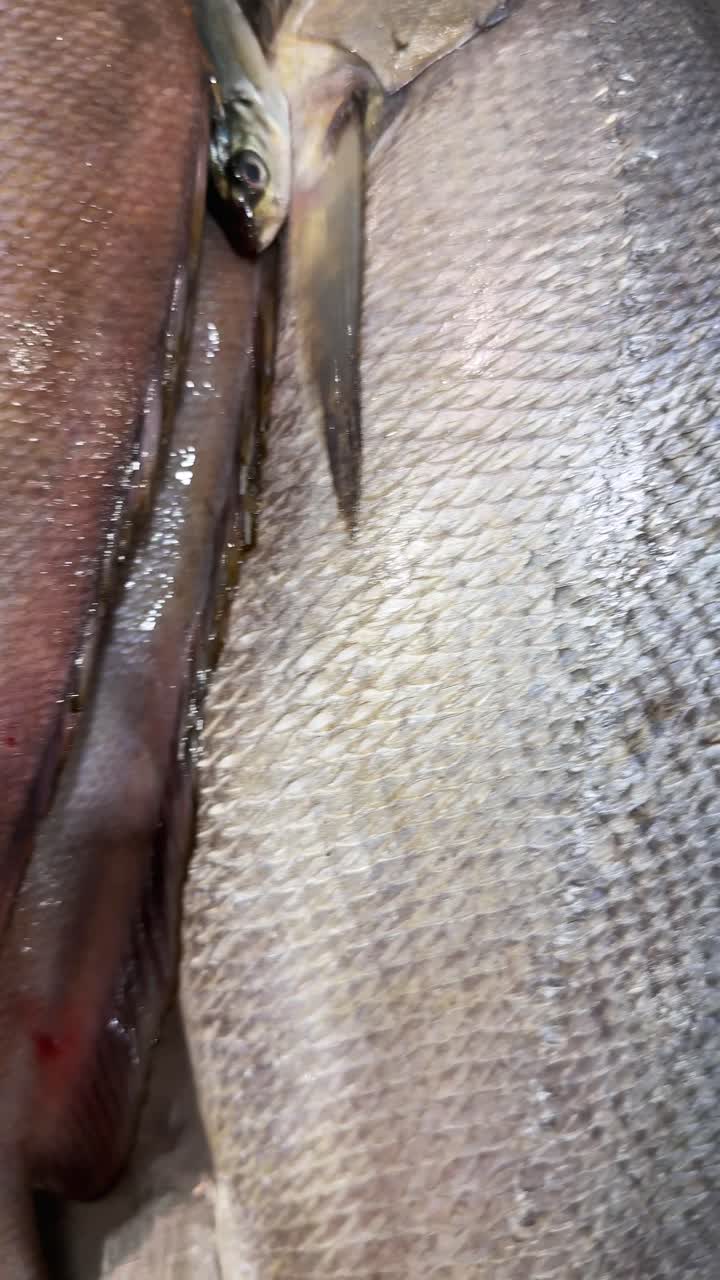 Fresh Fish Displayed