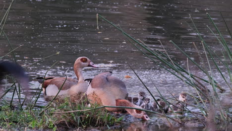 an egyptian goose family emerging from the water - close up