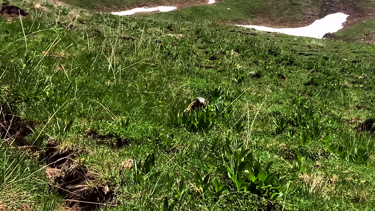 una marmota vagando por el desierto