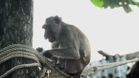 Cute-Monkey-Eating-Shrimp-From-A-Local-Seafood-Fish-Market-In-Thailand