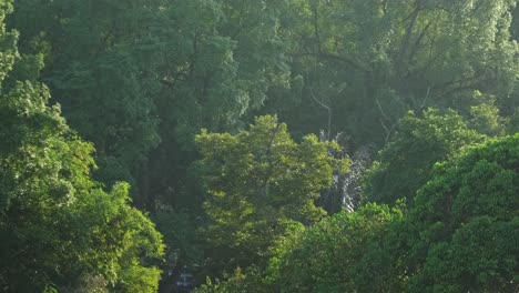 Beautiful-forest-trees-lit-by-sunlight-in-misty-morning