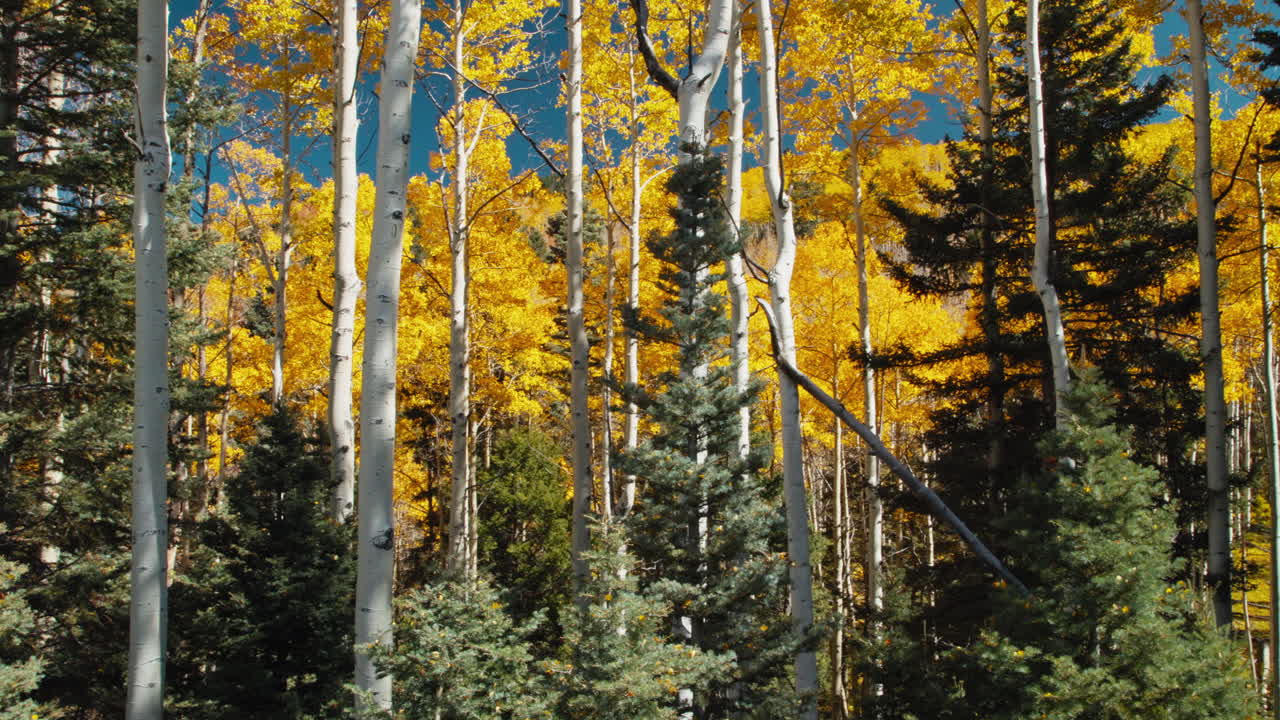 Panning vibrant yellow autumn aspen tree leaves blowing in the mountain wind
