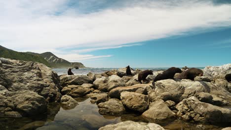 Encuentro-Con-La-Juguetona-Colonia-De-Focas-Kaikoura,-En-Cámara-Lenta.