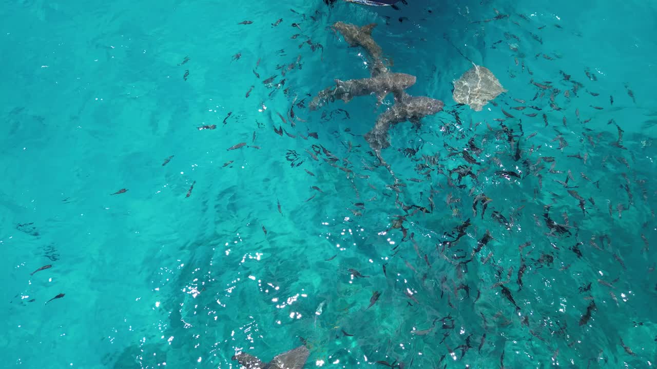 aerial top down close up of nurse sharks and flock of fish in unpolluted clear water of Maldives