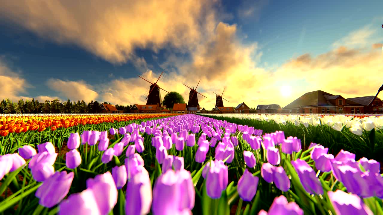 приблизитесь к традиционным голландским ветряным мельницам с яркими тюльпанами на закате