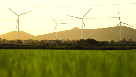 hélices de aerogeneradores girando durante la hora dorada brillante en el campo de arroz de hierba verde