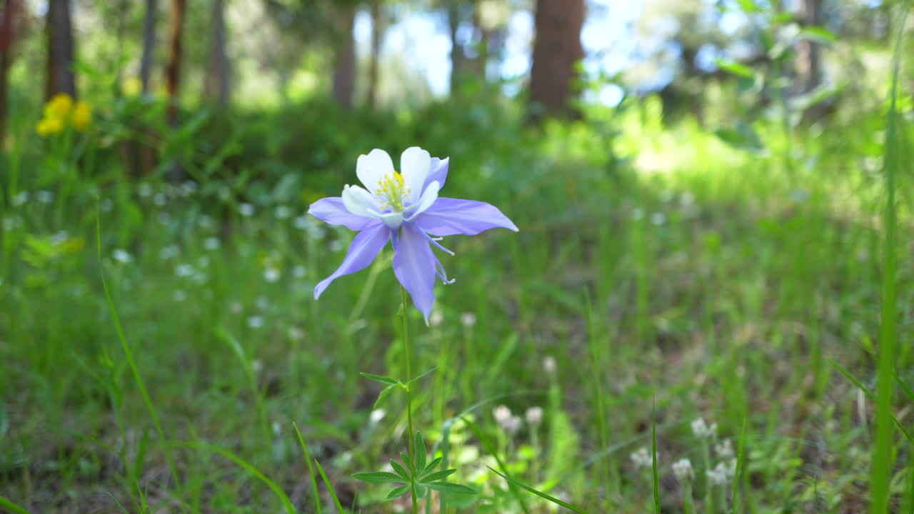 colorado columbine azul púrpura flores silvestres temprano en la mañana luz solar amarilla flores blancas de hoja perenne prado bosque monte lado montañas rocosas parque nacional panorámica cinematográfica deslizador a la izquierda