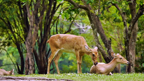wild deer in a lush natural setting at an open zoo in thailand, roaming, grazing, and interacting peacefully among green trees and grass in their natural‑style habitat