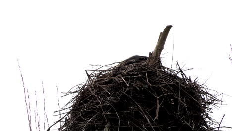 a close up from a stork flying from the nest