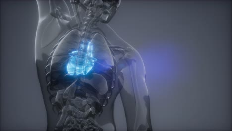 examen de radiología del corazón humano