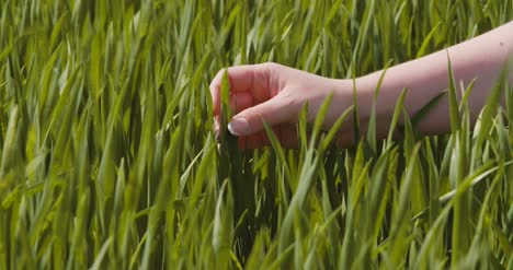 Landwirtschaftsfrauenhand,-Die-Weizenernten-Auf-Bauernhof-4-Berührt